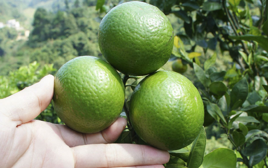 廣東微果露 (2).jpg